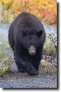 Black bear