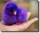 Purple chick