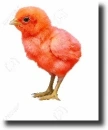 red chick