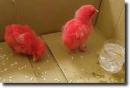 red chicks