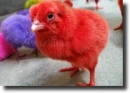 Red chick