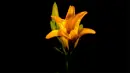 orange lily