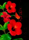 red hibiscus