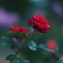 red rosa