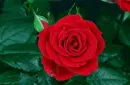 red rosa