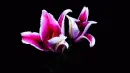 red lilies