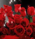 red rosa