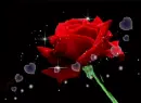 red rosa