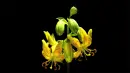 yellow lily