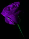 purple rosa
