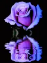purple rosa