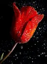 red tulip