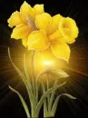 yellow narcissus