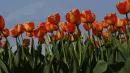 colored tulips