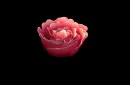 red flower