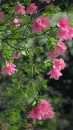 pink flower
