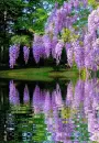 wisteria