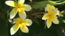 yellow plumeria