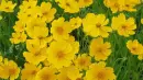 yellow flower