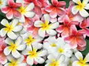 colored plumerias