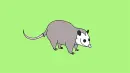 grey rat