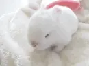 white bunny