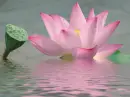 lotus flower
