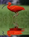 red ibis