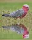 galah