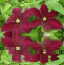 red clematist