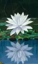 white lotus flower