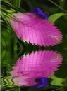 tropics flower