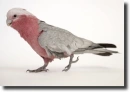 galah