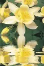 yellow aquilegia