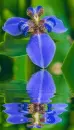 iris