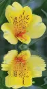 alstroemeria