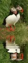 puffins