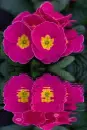 primula
