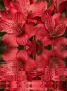 red alstroemeria