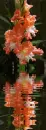 gladiola