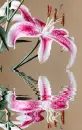 lily