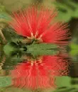 calliandra