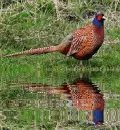 pheasant