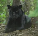 black panther in the rain