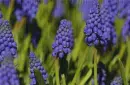 muscari in the rain