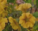 yellow petunias in the rain