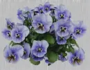 pansy in the rain