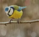 Cyanistes caeruleus in the rain
