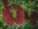 aristolochia in the rain