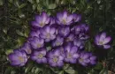 crocus in the rain